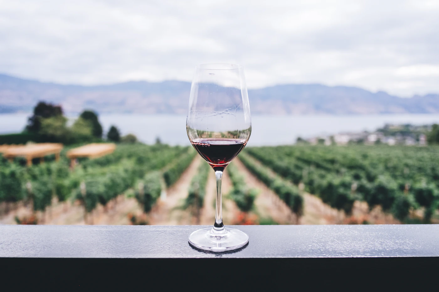 Vineyard rows rolling toward the hills of Valle de Guadalupe