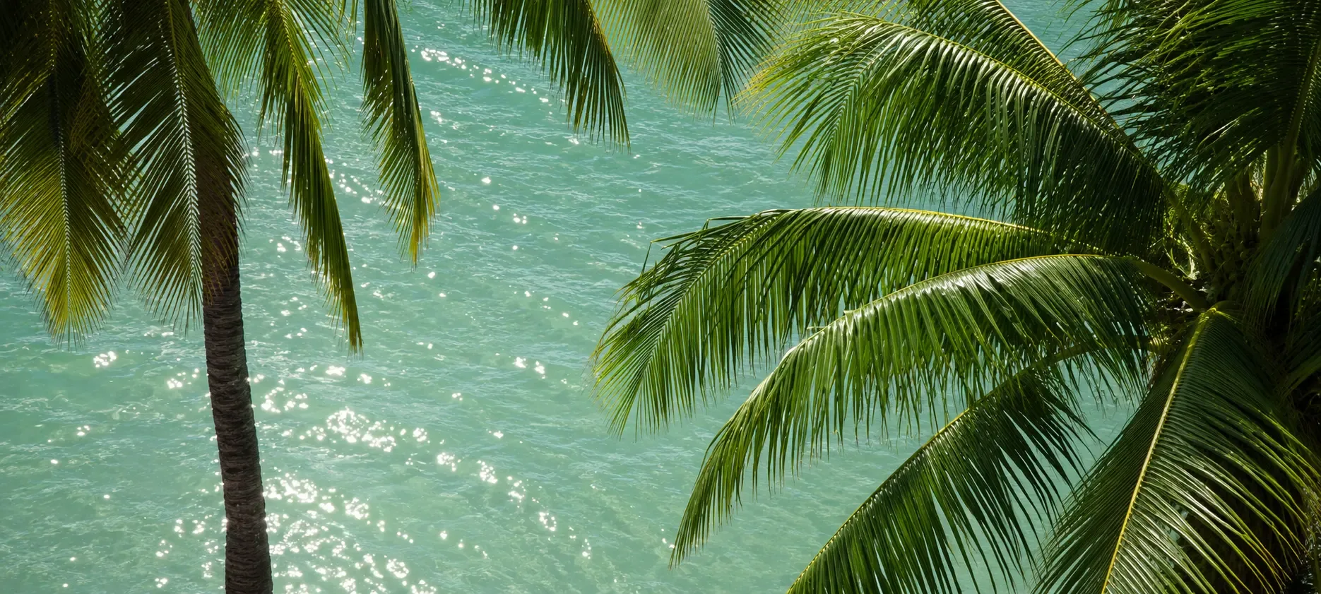 Palm fronds over the sparkling turquoise water of the Riviera Maya