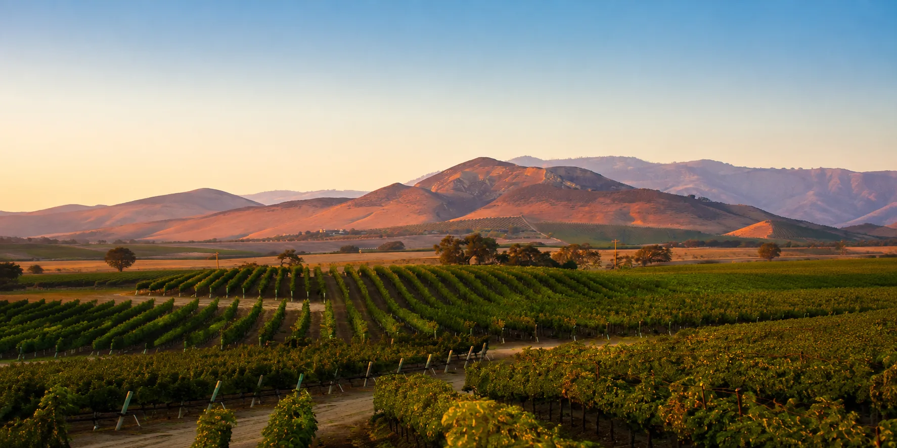 Rows of vineyards stretching toward the hills of Valle de Guadalupe at golden hour